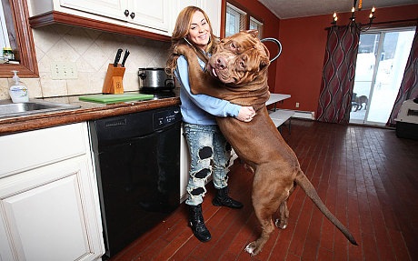 Gặp gỡ chú pitbull to nhất thế giới - 3 Kích thước ngoại cỡ của Hulk