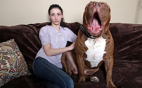 Gặp gỡ chú pitbull to nhất thế giới - 4 Có lẽ không ai dại gì đặt tay vào miệng của
Hulk
