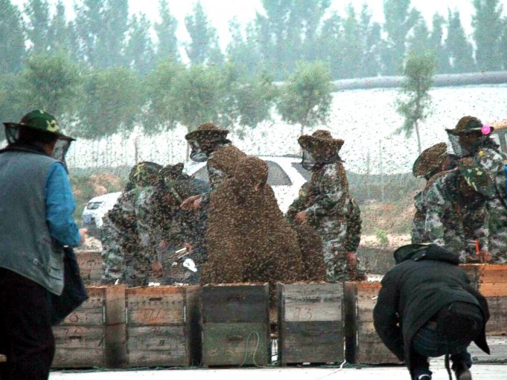 Đồng nghiệp mở cả tá thùng đựng ong để đổ lên người Gao Bingguo