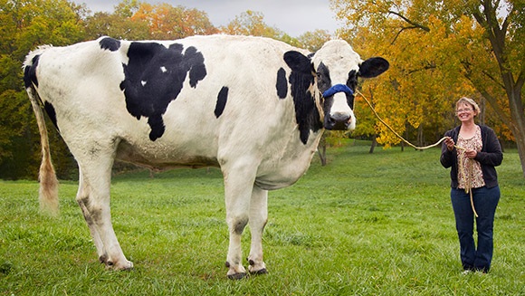 Con bò cao nhất thế giới qua đời - 1 Blosom bên cô chủ Patty