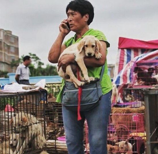 Chi hơn 1000 đô la để cứu 100 chú chó từ lễ hội thịt chó - 1 Chi hơn 1000 đô la để cứu 100 chú chó từ lễ hội thịt chó