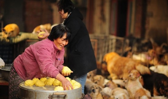 Chi hơn 1000 đô la để cứu 100 chú chó từ lễ hội thịt chó - 4 May