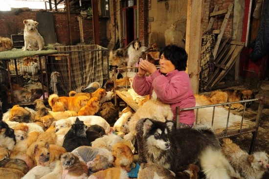 Chi hơn 1000 đô la để cứu 100 chú chó từ lễ hội thịt chó - 2 Chi hơn 1000 đô la để cứu 100 chú chó từ lễ hội thịt chó