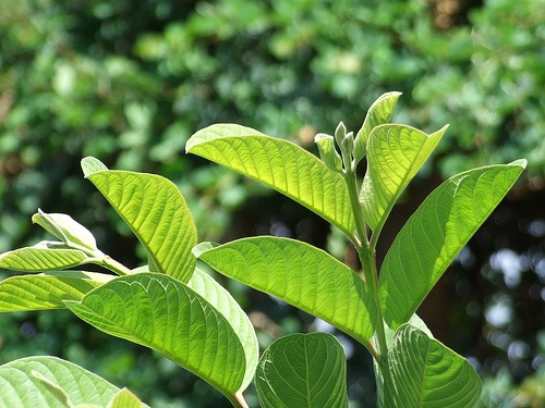Nem chợ Huyện - 6 Nem chợ Huyện