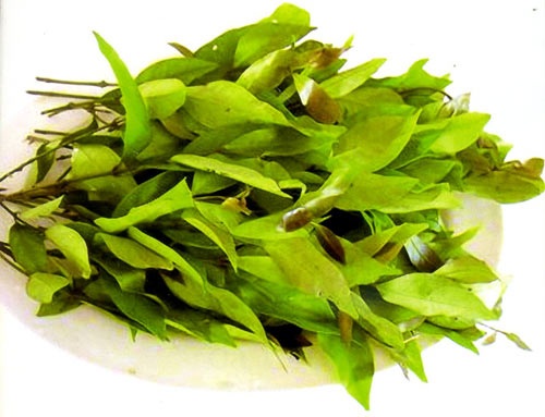 Nỗi nhớ canh lá nhíp - 1 Lá nhíp