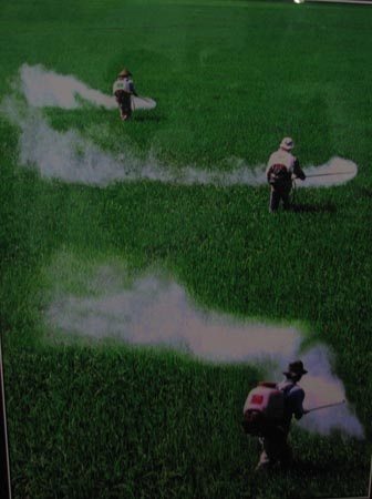 Hạt lúa Việt Nam xưa và nay - 10 Hạt lúa Việt Nam xưa và nay - 10