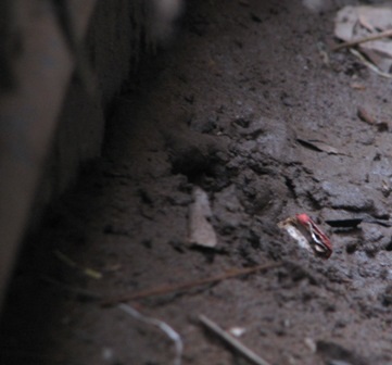 Nền nhà bốc khói, nóng 80 độ C - 2 Nền nhà bốc khói, nóng 80 độ C - 2