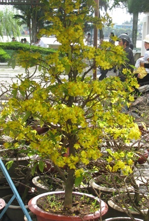 Cho thuê mai vàng chơi Tết - 3