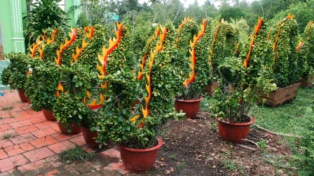 Kiểng rồng hối hả đón Tết Nhâm Thìn - 7 Kiểng rồng hối hả đón Tết Nhâm Thìn - 7