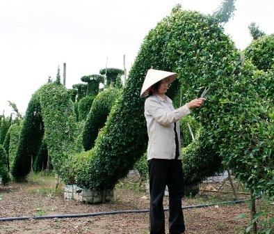 Kiểng rồng hối hả đón Tết Nhâm Thìn - 2 Kiểng rồng hối hả đón Tết Nhâm Thìn - 2