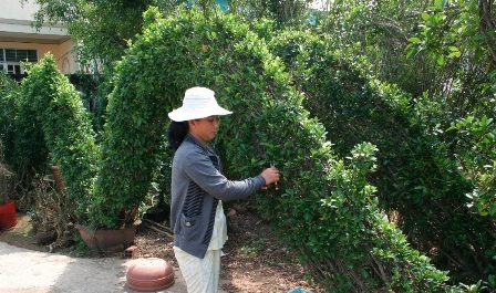 Kiểng rồng hối hả đón Tết Nhâm Thìn - 5 Kiểng rồng hối hả đón Tết Nhâm Thìn - 5