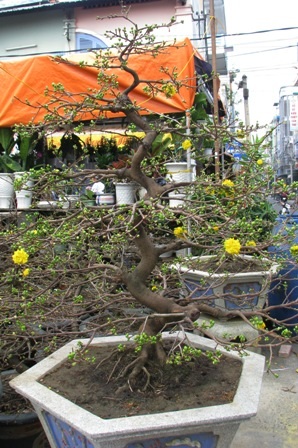 Cho thuê mai vàng chơi Tết - 4