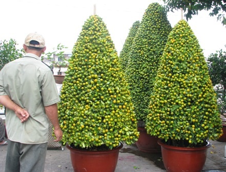 Cho thuê mai vàng chơi Tết - 5