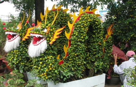 Cho thuê mai vàng chơi Tết - 6