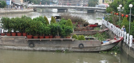 Cho thuê mai vàng chơi Tết - 7