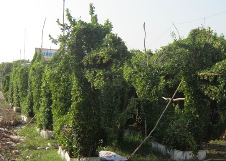 Kiểng rồng hối hả đón Tết Nhâm Thìn - 8