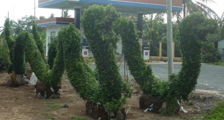 Kiểng rồng hối hả đón Tết Nhâm Thìn - 9 Kiểng rồng hối hả đón Tết Nhâm Thìn - 9