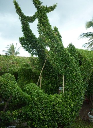 Kiểng rồng hối hả đón Tết Nhâm Thìn - 11 Kiểng rồng hối hả đón Tết Nhâm Thìn - 11