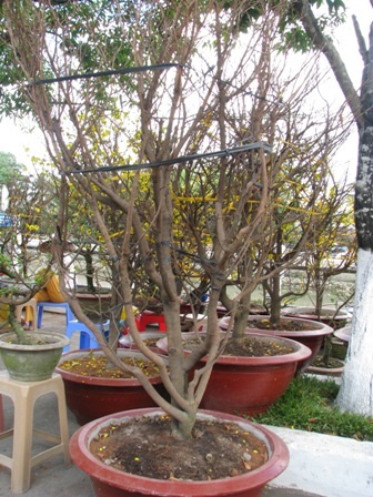 “Nỗi niềm” mai vàng cận giờ “G” - 4 “Nỗi niềm” mai vàng cận giờ “G” - 4