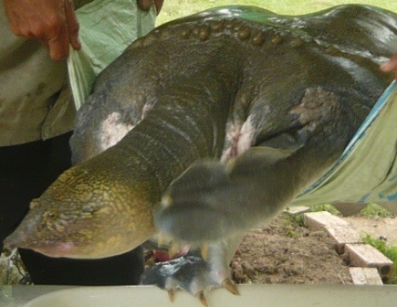 Đưa cua đinh “khủng” 60kg từ ao lên trị bệnh - 1