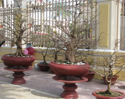 “Nỗi niềm” mai vàng cận giờ “G” - 7 “Nỗi niềm” mai vàng cận giờ “G” - 7