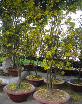 “Nỗi niềm” mai vàng cận giờ “G” - 3 “Nỗi niềm” mai vàng cận giờ “G” - 3