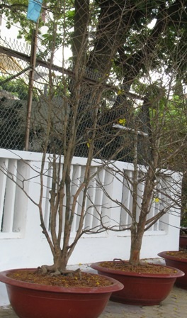 “Nỗi niềm” mai vàng cận giờ “G” - 6 “Nỗi niềm” mai vàng cận giờ “G” - 6