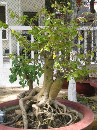 “Nỗi niềm” mai vàng cận giờ “G” - 8 “Nỗi niềm” mai vàng cận giờ “G” - 8