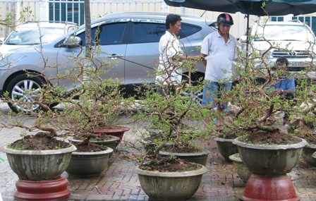 “Nỗi niềm” mai vàng cận giờ “G” - 9 “Nỗi niềm” mai vàng cận giờ “G” - 9