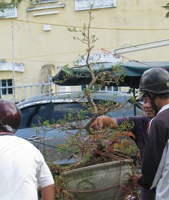 “Nỗi niềm” mai vàng cận giờ “G” - 10 “Nỗi niềm” mai vàng cận giờ “G” - 10