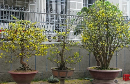 “Nỗi niềm” mai vàng cận giờ “G” - 1 “Nỗi niềm” mai vàng cận giờ “G” - 1