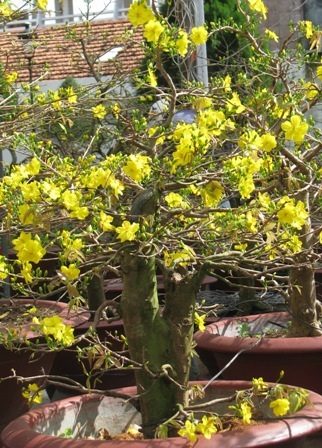 “Nỗi niềm” mai vàng cận giờ “G” - 2 “Nỗi niềm” mai vàng cận giờ “G” - 2