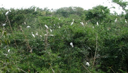 Vườn cò trắng trên đất Tây Đô - 1 Vườn cò trắng trên đất Tây Đô - 1