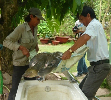 Đưa cua đinh “khủng” 60kg từ ao lên trị bệnh - 2