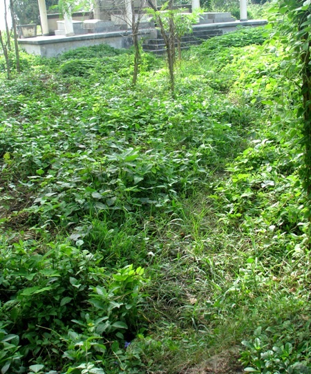 Không có cả lối mòn