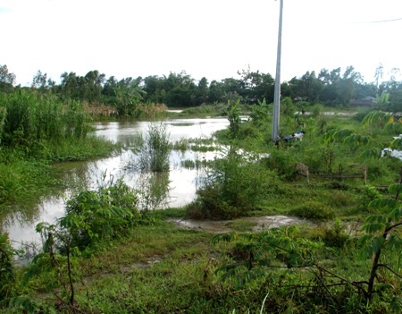 Cầu "hoành tráng" bị bỏ hoang vì... không có đường dẫn - 3 ... phía đường dẫn vẫn chỉ là ao hồ, cỏ cây mọc um tùm. (Ảnh: Huỳnh Hải)