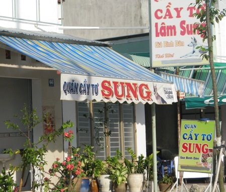 Cầy tơ...sung...