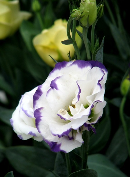 Đủ sắc hoa đua nhau khoe sắc.