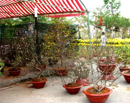 ...và đào hồng miền Bắc cùng đón xuân trên xứ công tử.