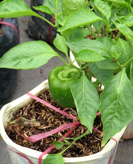 Đủ sắc hoa đua nhau khoe sắc.