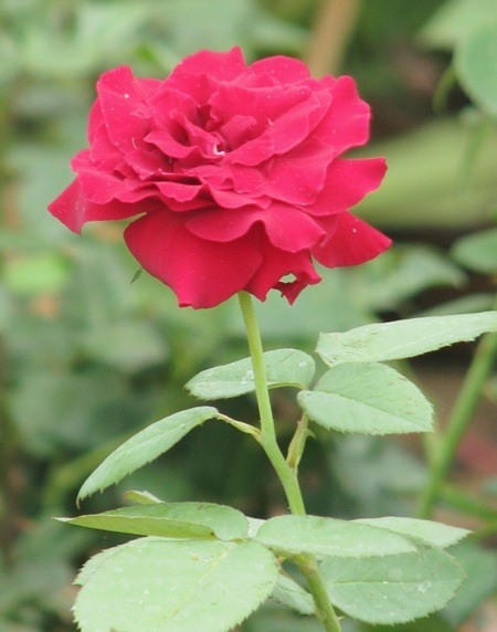 Đủ sắc hoa đua nhau khoe sắc.