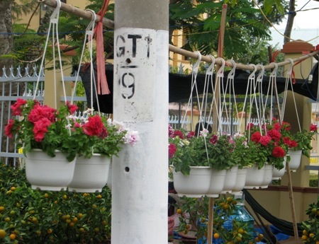 Đủ sắc hoa đua nhau khoe sắc.