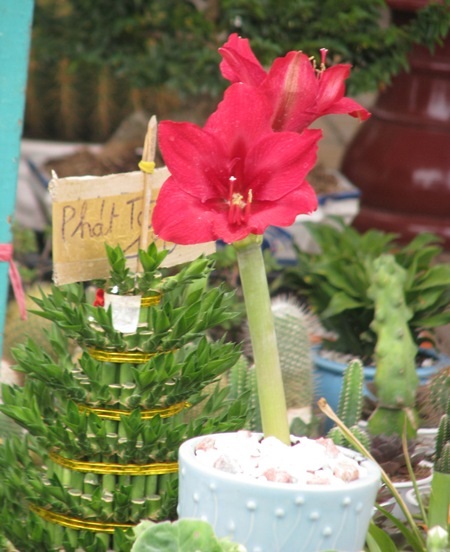 Đủ sắc hoa đua nhau khoe sắc.