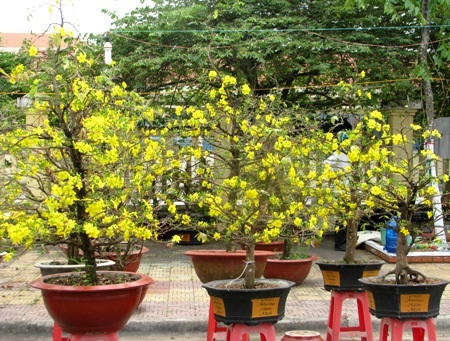 Mai vàng miền Nam...