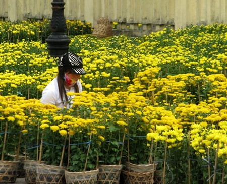 Mai vàng miền Nam...