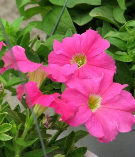 Đủ sắc hoa đua nhau khoe sắc.