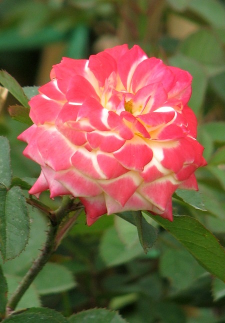 Đủ sắc hoa đua nhau khoe sắc.