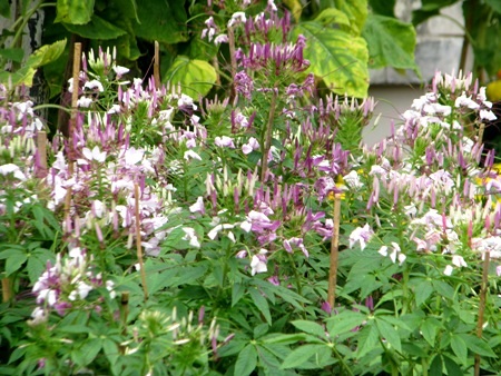 Đủ sắc hoa đua nhau khoe sắc.