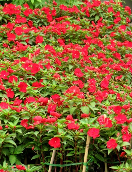 Đủ sắc hoa đua nhau khoe sắc.