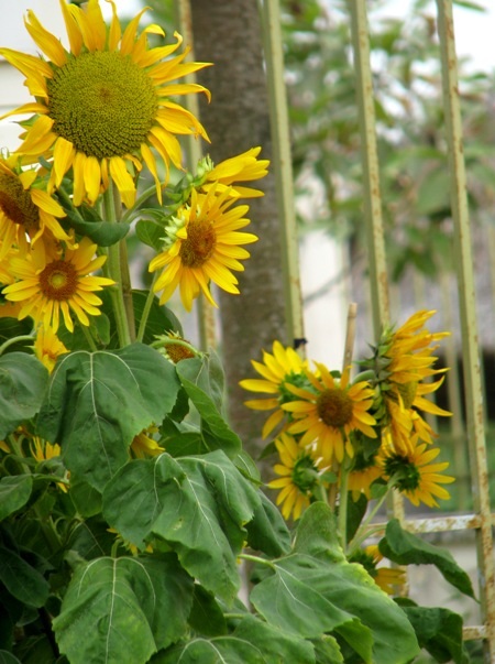 Đủ sắc hoa đua nhau khoe sắc.